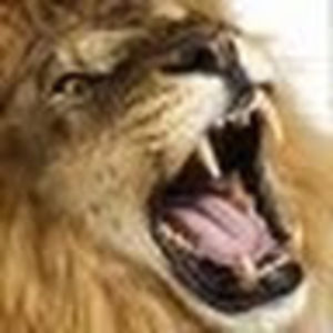 Meet your Posher, Jinha